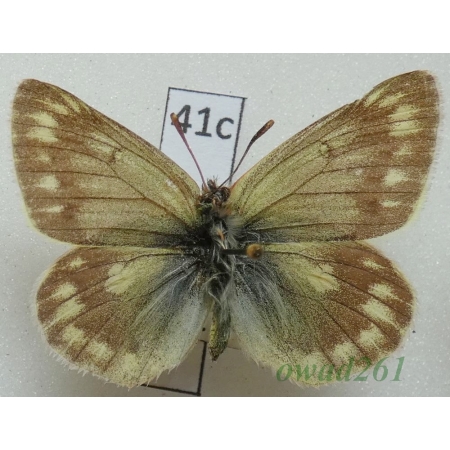 Colias cocandica Erschoff, 1874 Tadjikistan41c
